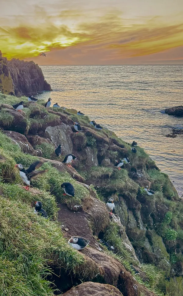 Dozens of puffins perched across a grassy sea cliff above the ocean at sunset.