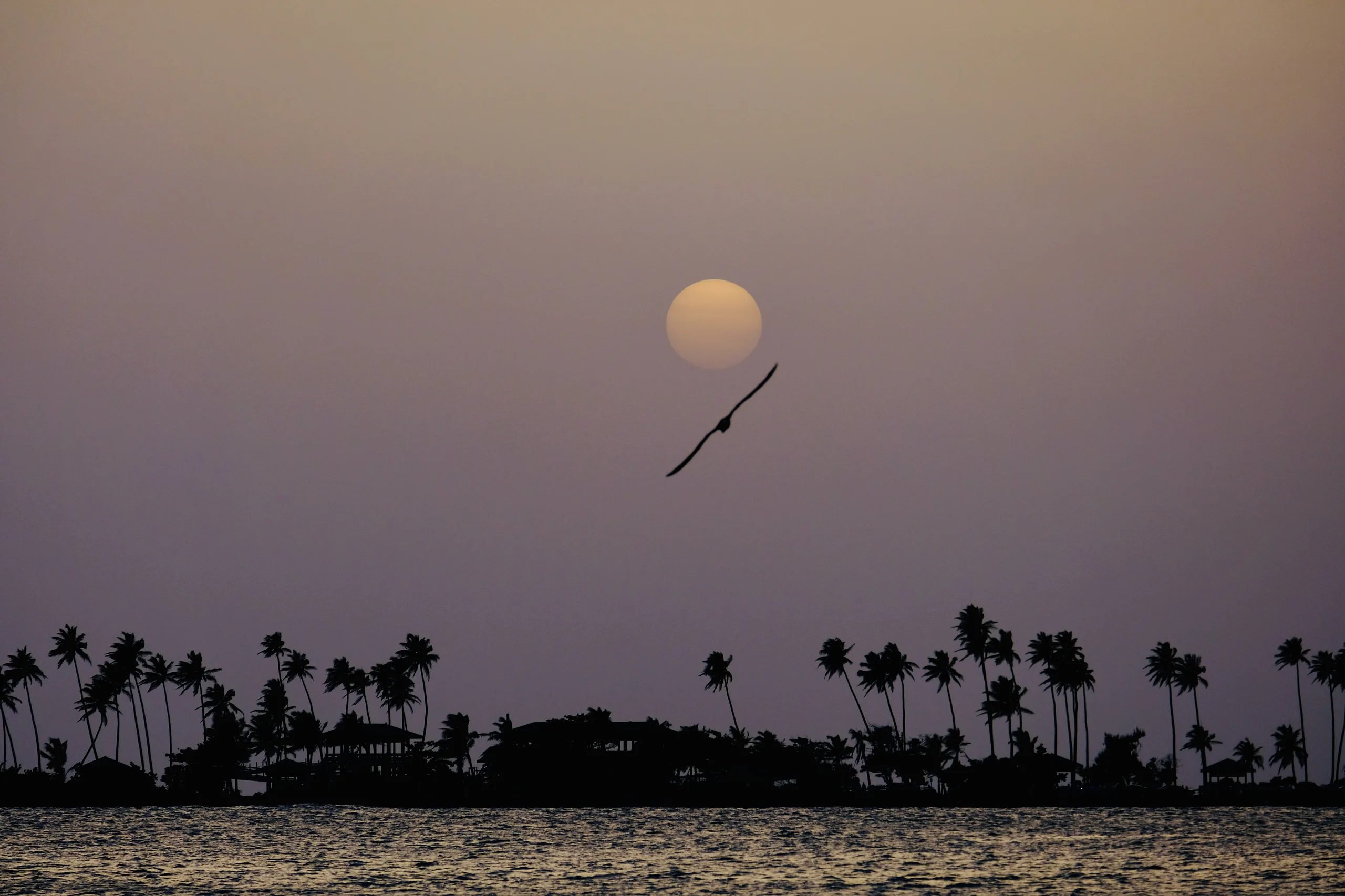 A lone bird glides beneath a pale sun over a row of palm trees silhouetted along a distant shore, with calm water in the foreground.