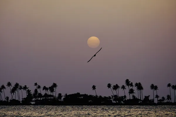 A lone bird glides beneath a pale sun over a row of palm trees silhouetted along a distant shore, with calm water in the foreground.