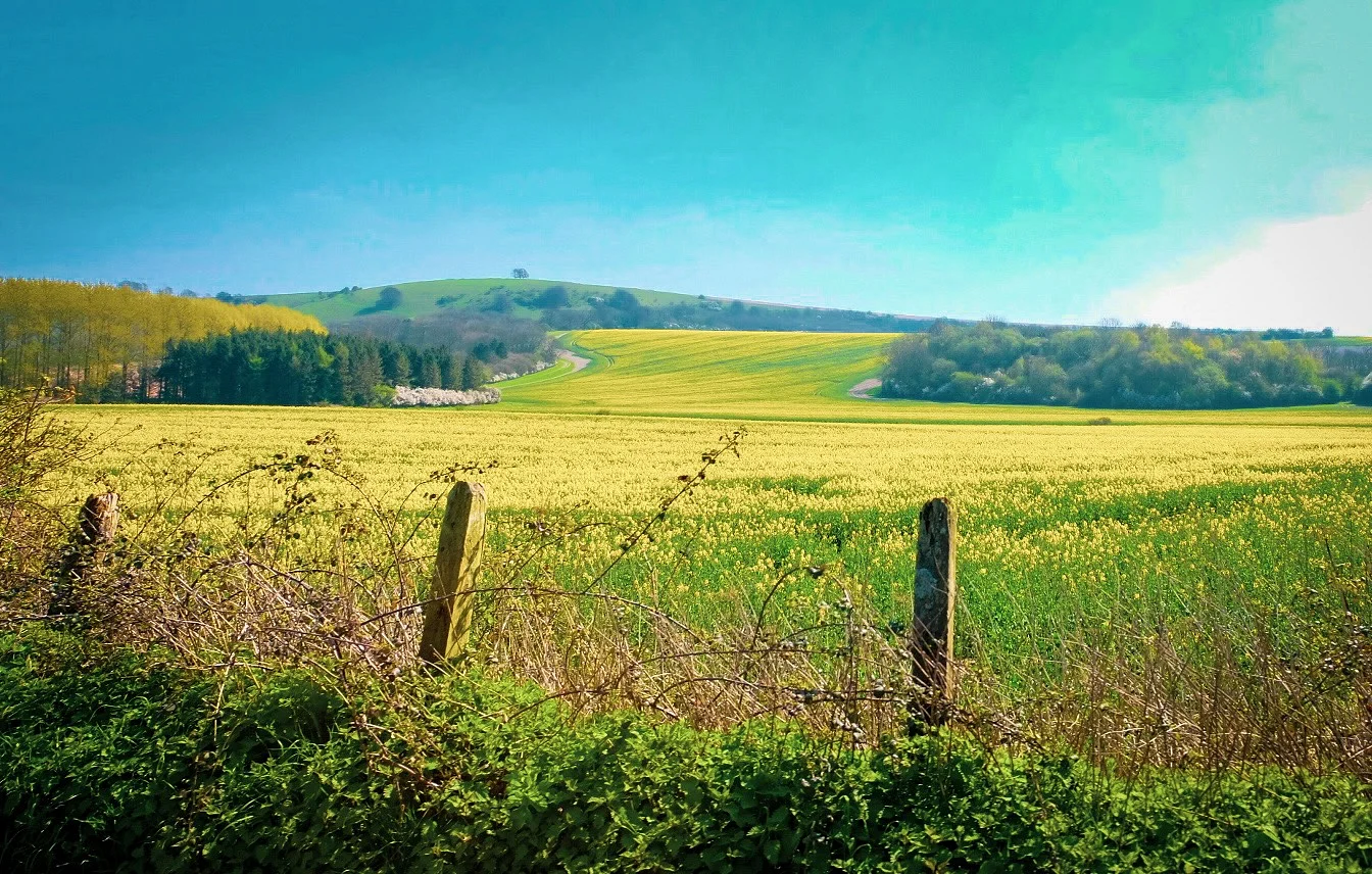 Old fence posts and tangled hedgerow front a yellow-green field rolling up to wooded hills under a bright blue sky.